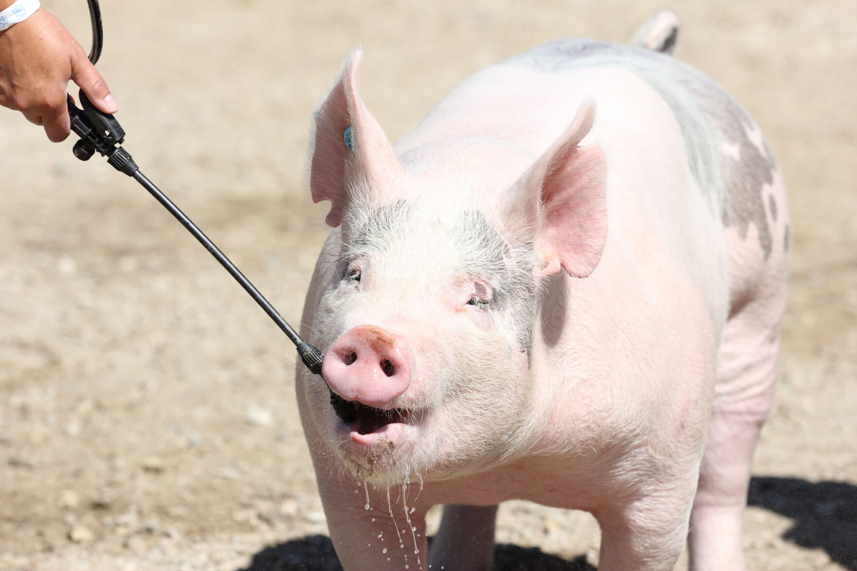 Thirsty Pig (2).JPG